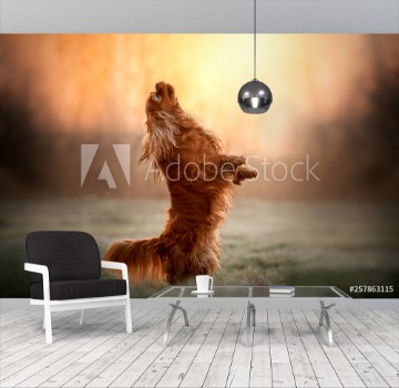 Picture of cavalier king charles spaniel dog doing tricks beautiful dawn magical light portrait
